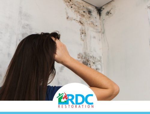 Top Mold Inspection Company | Watchung NJ