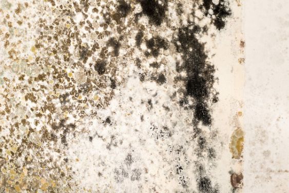 Mold Cleanup in Millstone, NJ (7270)