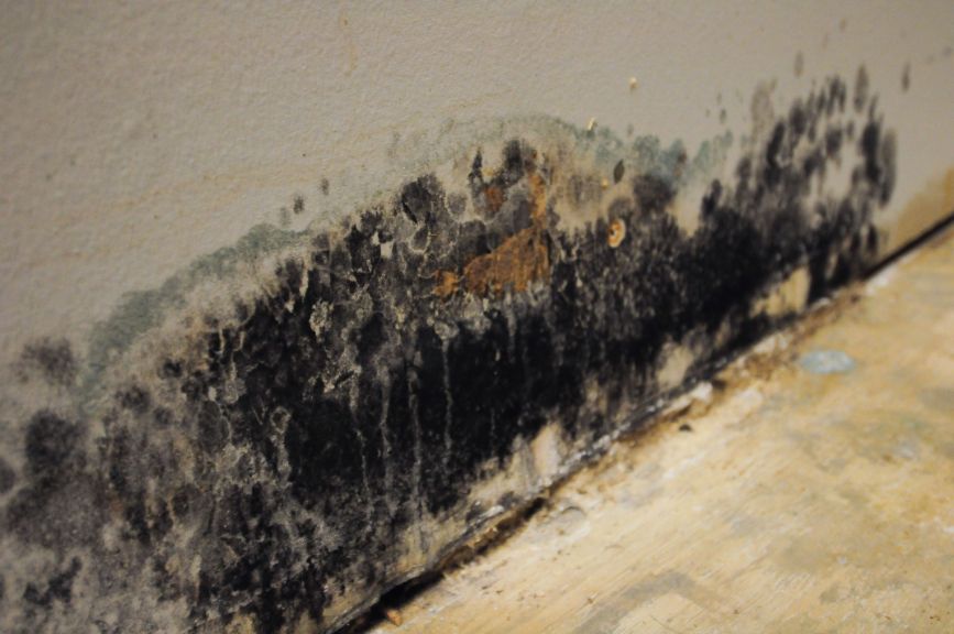 Mold Cleanup in Watchung, NJ (9741)