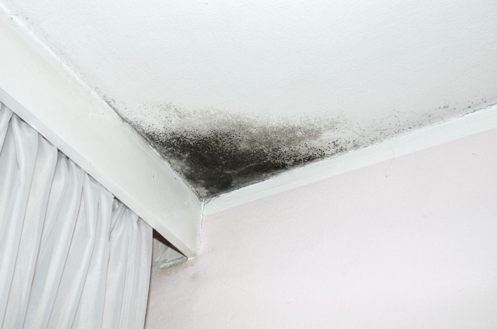 Mold Cleanup in Monmouth Beach, NJ (4384)