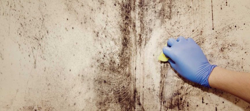 Mold Removal in Ramtown, NJ (8550)