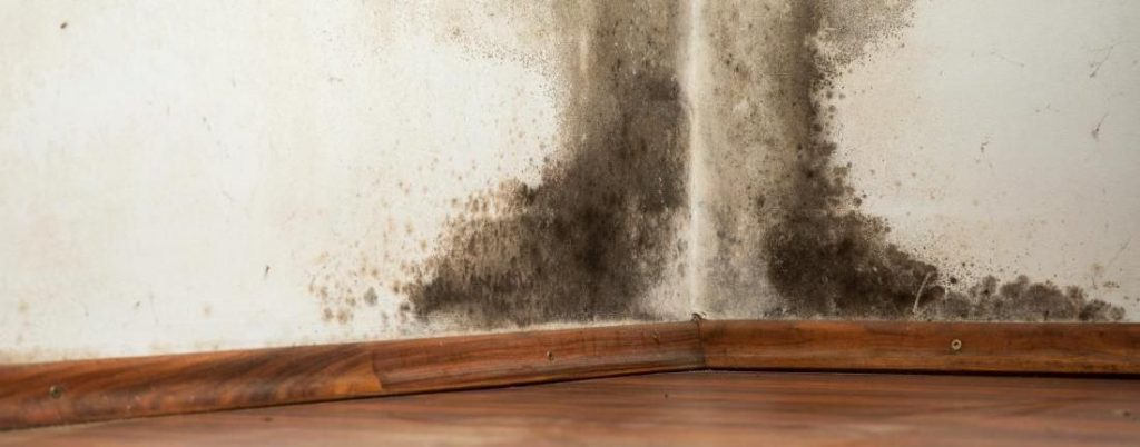 Mold Removal in Red Bank, NJ (6912)