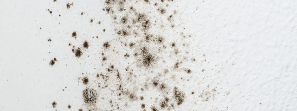 Mold Removal in Berkeley Heights, NJ (5640)