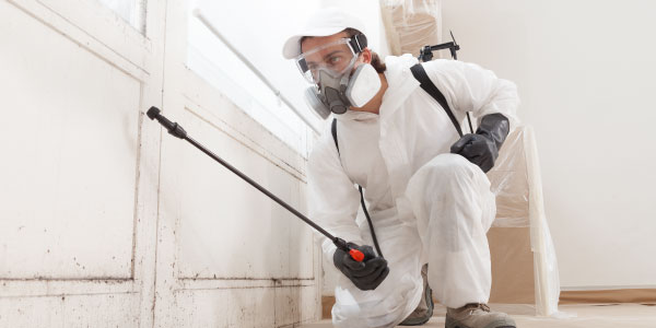 Mold Remediation Company New Jersey